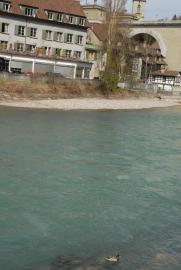 Die Ente von/Bern/Berne Schweiz/Switzerland) Die Ente von/Bern/Berne Schweiz/Switzerland)