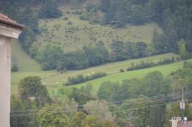 cows