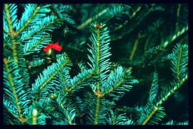 USA Weihnachten 1993/1994/Weihnachtsbaum Detail USA Weihnachten 1993/1994/Weihnachtsbaum Detail
