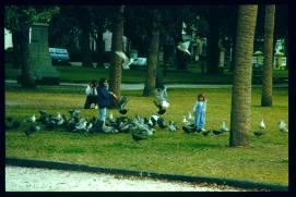 USA Weihnachten 1993/1994/Charleston, SC/Waterfront Park/doves? USA Weihnachten 1993/1994/Charleston, SC/Waterfront Park/doves?
