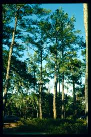 USA Weihnachten 1993/1994/Charleston, SC/cedars on plantation USA Weihnachten 1993/1994/Charleston, SC/cedars on plantation