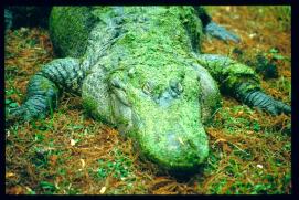 USA Weihnachten 1993/1994/New Orleans Zoo/crocodile USA Weihnachten 1993/1994/New Orleans Zoo/crocodile