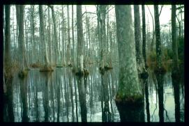 USA Weihnachten 1993/1994/Charleston SC/Mangrove Swamps USA Weihnachten 1993/1994/Charleston SC/Mangrove Swamps