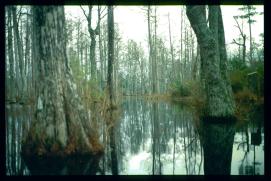 USA Weihnachten 1993/1994/Charleston SC/Mangrove Swamps USA Weihnachten 1993/1994/Charleston SC/Mangrove Swamps