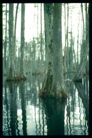 USA Weihnachten 1993/1994/Charleston SC/Mangrove Swamps USA Weihnachten 1993/1994/Charleston SC/Mangrove Swamps