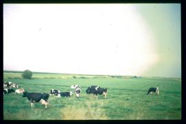 Frankreich/France 1994/vaches Frankreich/France 1994/vaches