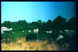 Frankreich/France 1994/paysage en Bretagne/menhirs? Frankreich/France 1994/paysage en Bretagne/menhirs?