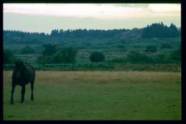 Frankreich/France 1994/cheval pâturant Frankreich/France 1994/cheval pâturant