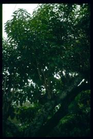 El Salvador 1995/arbol El Salvador 1995/arbol