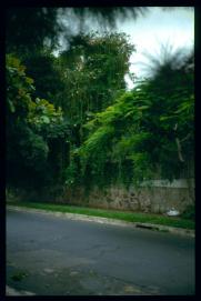 El Salvador 1995/muros con plantas El Salvador 1995/muros con plantas