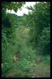 El Salvador 1995/camino con otro pollo El Salvador 1995/camino con otro pollo