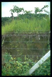 El Salvador 1995/alambra El Salvador 1995/alambra