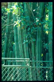 El Salvador 1995/cercado con cactus El Salvador 1995/cercado con cactus