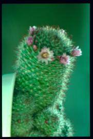 Ostern 1992/Kaktus/cactus Ostern 1992/Kaktus/cactus