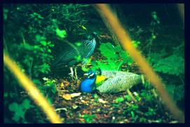 USA Weihnachten 1993/1994/New Orleans Zoo/peacocks USA Weihnachten 1993/1994/New Orleans Zoo/peacocks