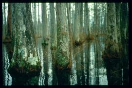 USA Weihnachten 1993/1994/Charleston SC/Mangrove Swamps USA Weihnachten 1993/1994/Charleston SC/Mangrove Swamps
