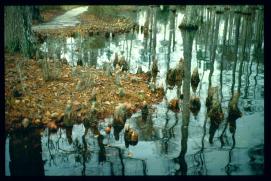 USA Weihnachten 1993/1994/Charleston SC/Mangrove Swamps USA Weihnachten 1993/1994/Charleston SC/Mangrove Swamps
