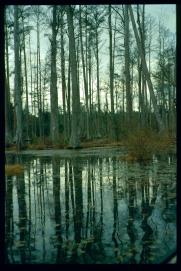 USA Weihnachten 1993/1994/Charleston SC/Mangrove Swamps USA Weihnachten 1993/1994/Charleston SC/Mangrove Swamps