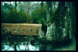 USA Weihnachten 1993/1994/Charleston SC/Mangrove Swamps USA Weihnachten 1993/1994/Charleston SC/Mangrove Swamps